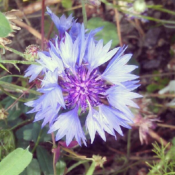 Wildlife Photograph - #flower #blue #nature #wildlife #peckham by Skye Park