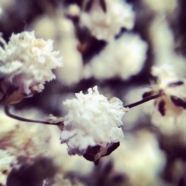 Flowers Still Life Photograph - #flower #bouquet #macro #lens by Andrew Fesmire