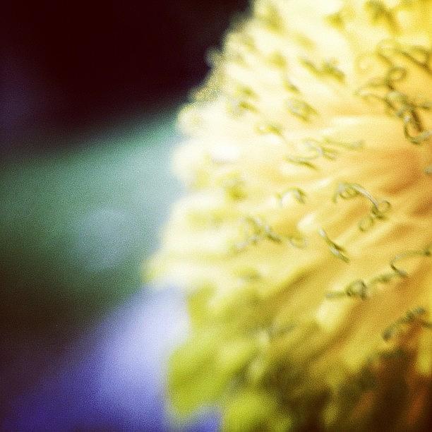 Flowers Still Life Photograph - #flower by Brandon Harris