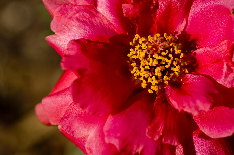 Flower Carpet Rose Photograph by Rob Hemphill