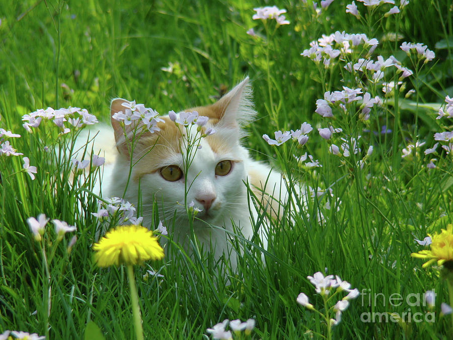 Flower Cat Photograph by Bruno Santoro