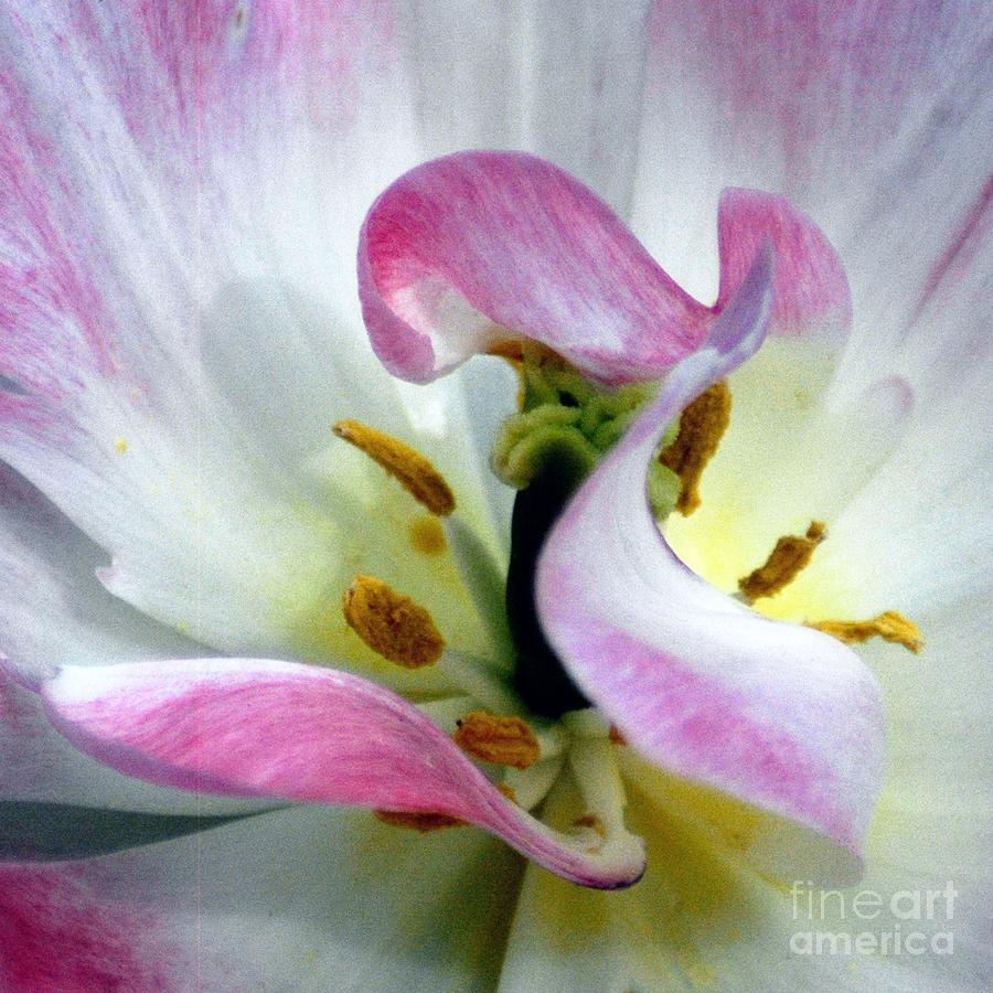 Flower Close Up Squared Photograph by Ronald Grogan