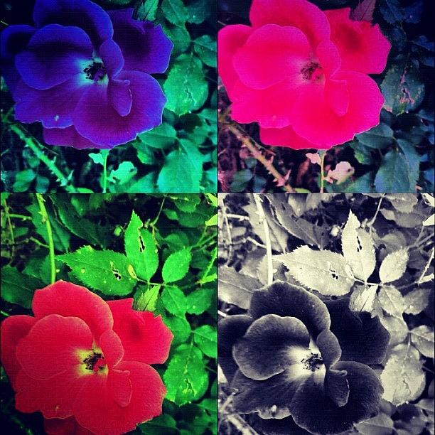 Flower Collage Photograph by Lori Lynn Gager