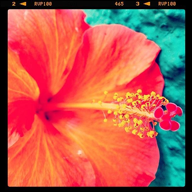 Flowers Still Life Photograph - #flower #colors #iphonephoto by Avatar Pics