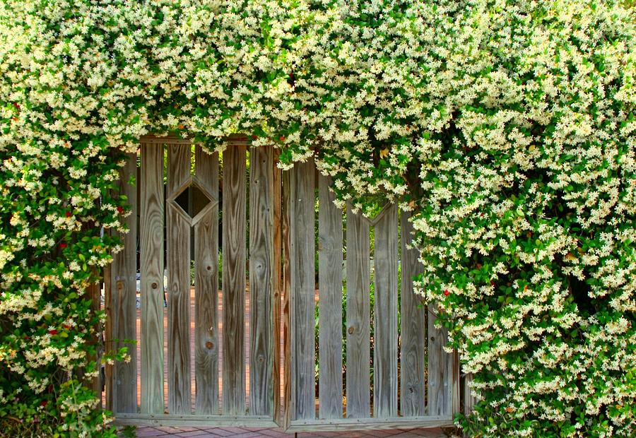 Flower covered Gate Photograph by Myrna Bradshaw - Fine Art America