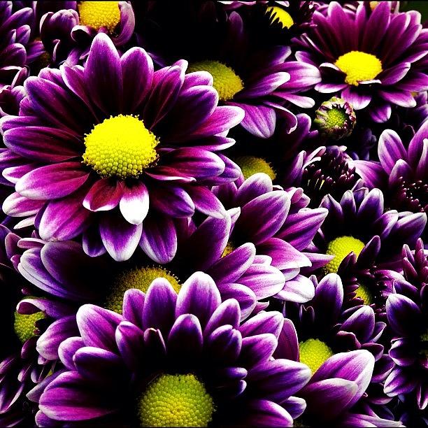 Daisy Photograph - #flower #daisy #purple by Shari Malin