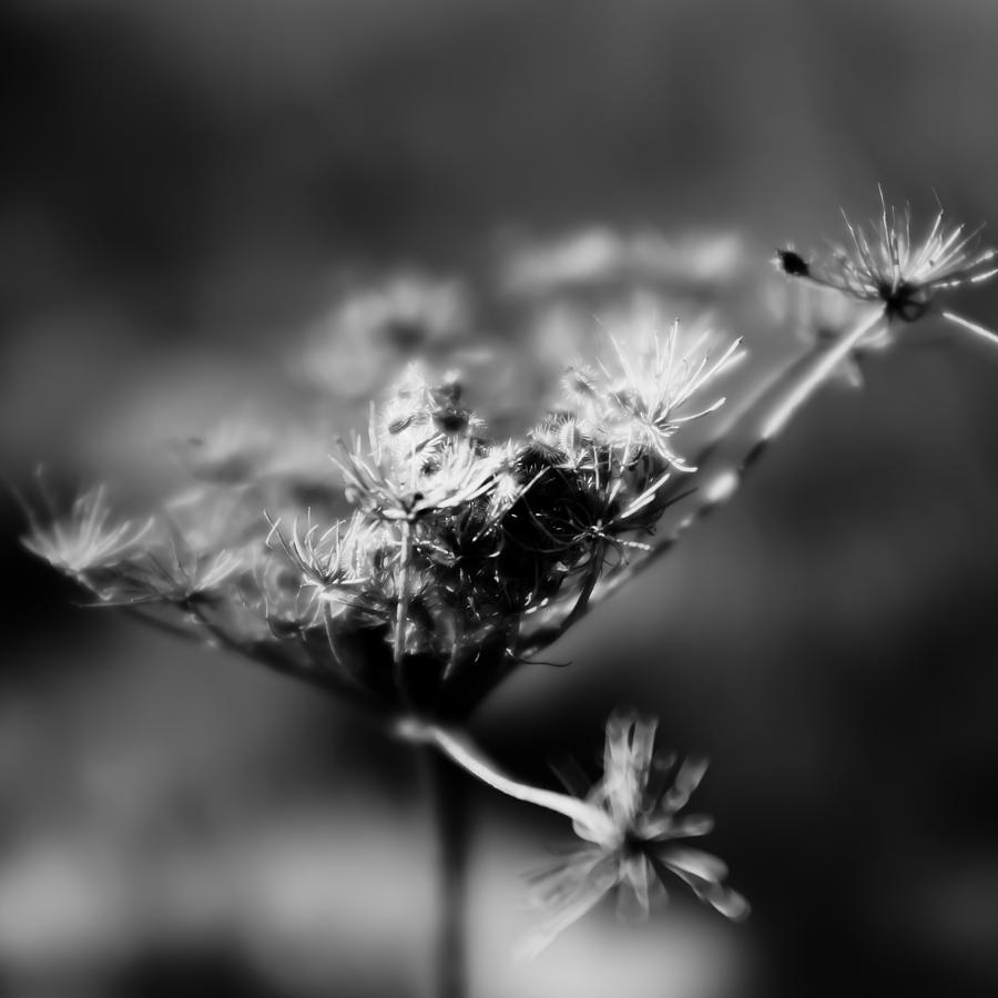 Flower Death Photograph