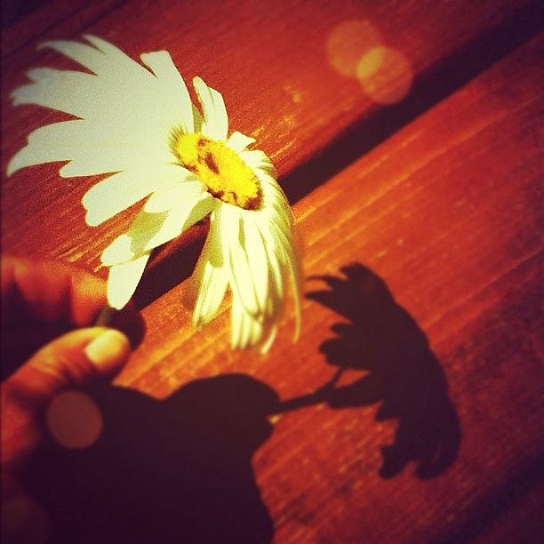 Summer Photograph - #flower, #deck, #shadow, #sun, #fun by Ariane Polena