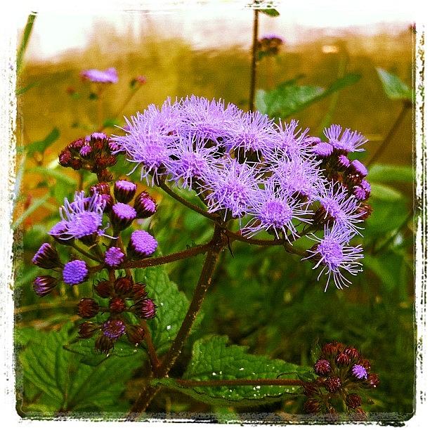 Flowers Still Life Photograph - #flower #dismalcanyon #2011  #alabama by Dallas Pollard