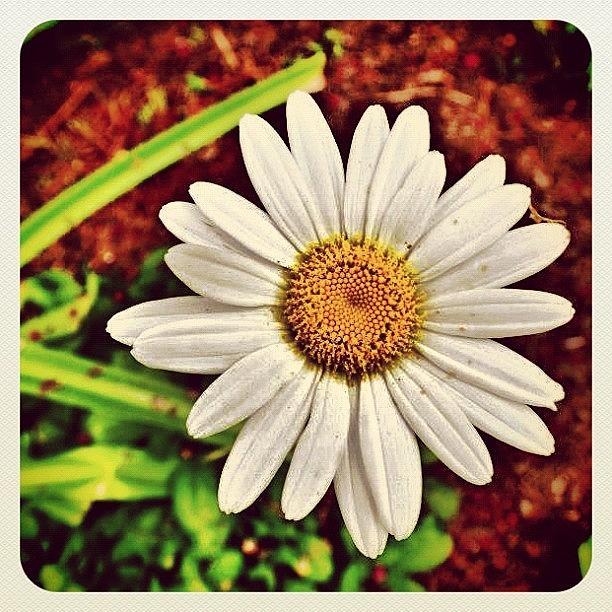 Flowers Still Life Photograph - #flower #earlybird #earlybirdlove #jj by Robyn Montella