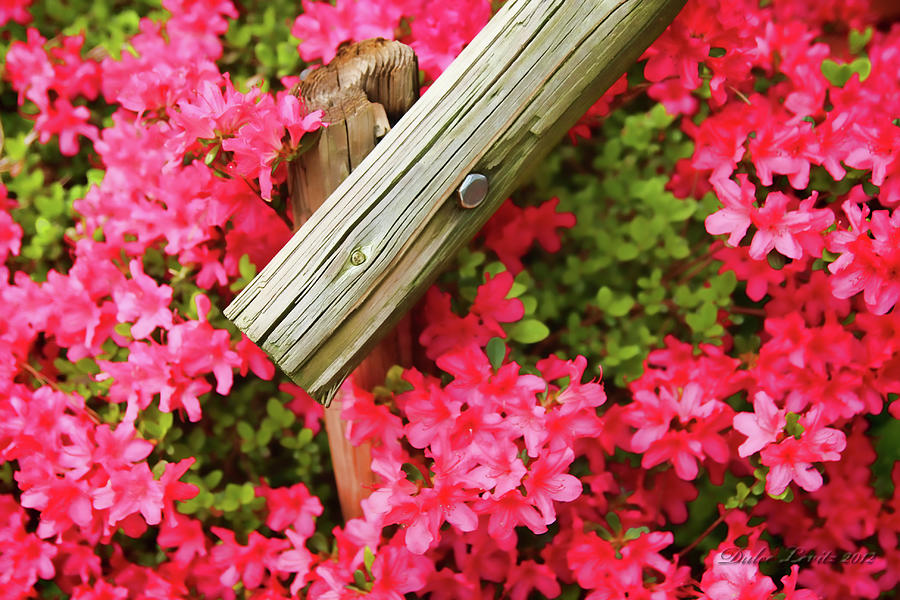 Flower Explosion Horizontal Photograph by Dulce Levitz