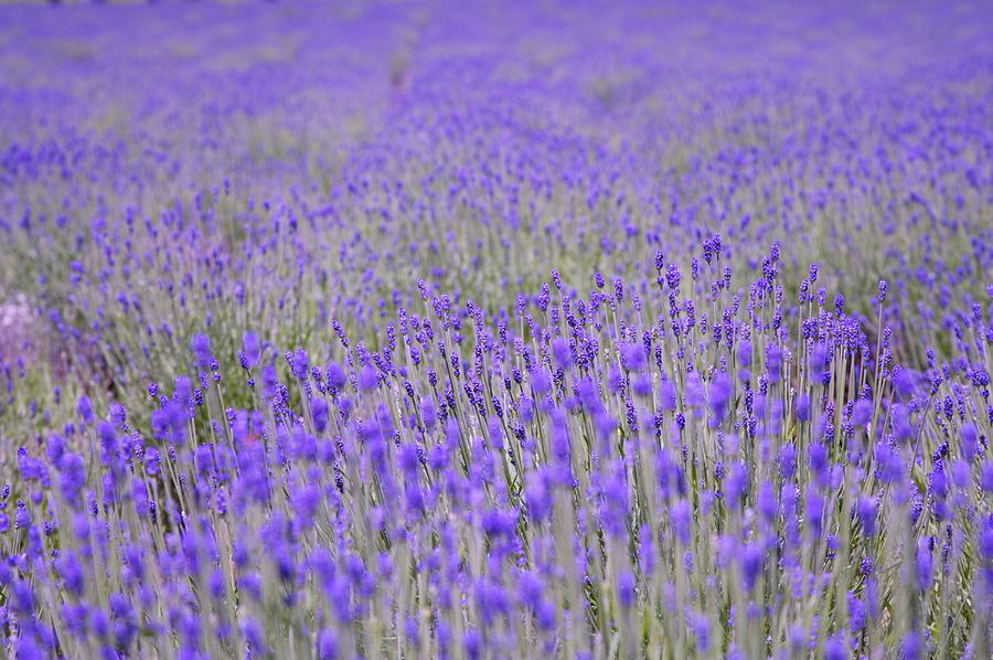 'flower Field In Hokkaido, Lavender' Photograph by 'IMAGEMORE Co., Ltd.'