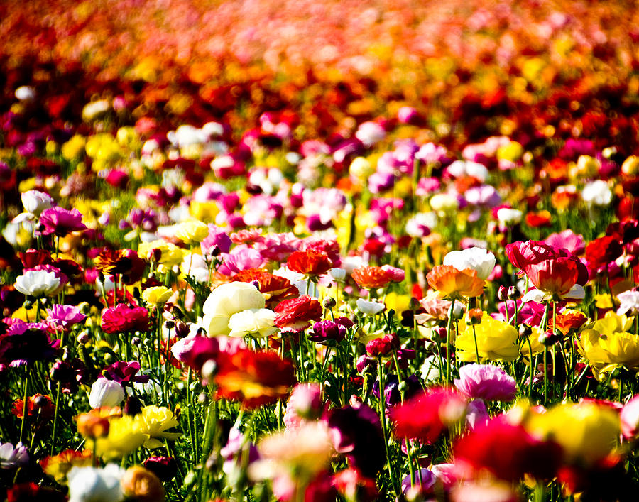 Flower Field Photograph by Mickey Clausen