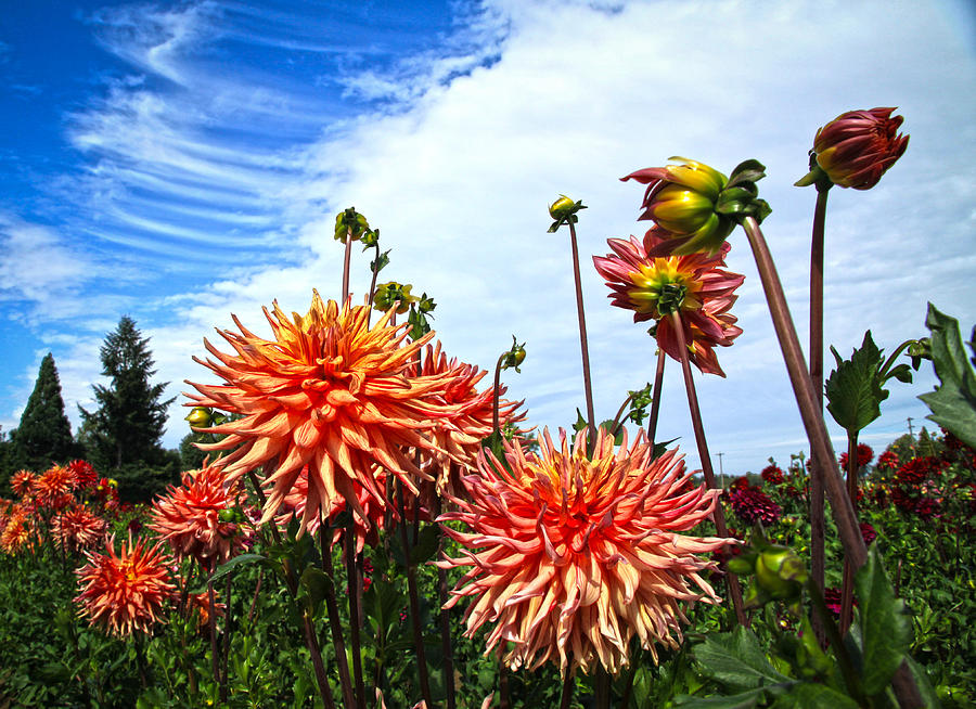 Flower Field Photograph by Steve McKinzie