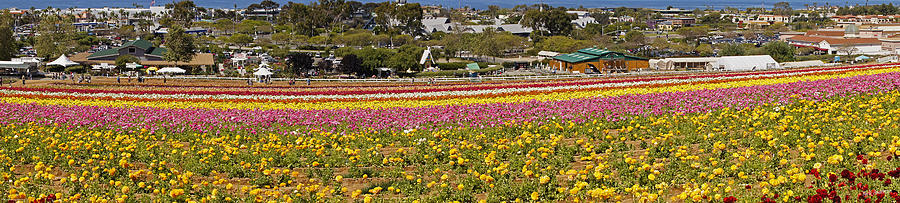 Flower Fields at Carlsbad Photograph by Mick Anderson
