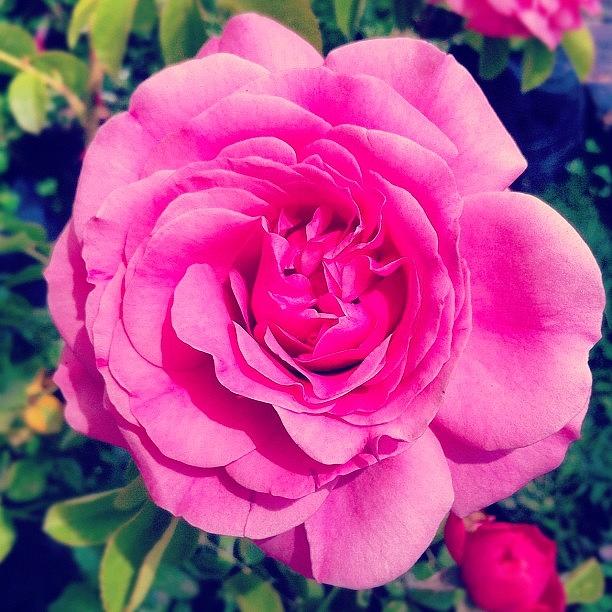 Spring Photograph - #flower #flor #rosa #rose #spring by Isidora Leyton