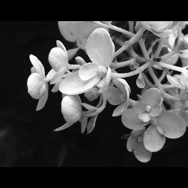 Nature Photograph - #flower #flowers #blackandwhite #bw by Dccitygirl WDC