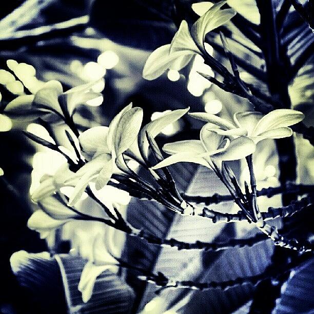 Nature Photograph - #flower #flowers #bunga #instadonesia by Wong Hendrick