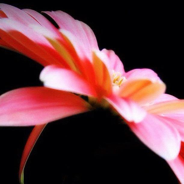 Daisy Photograph - #flower #flowers #daisy #pretty #beauty by Jamiee Spenncer