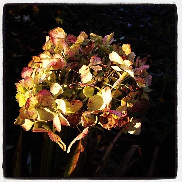 Nature Photograph - #flower #flowers #floral #hydrangea by Miss Wilkinson