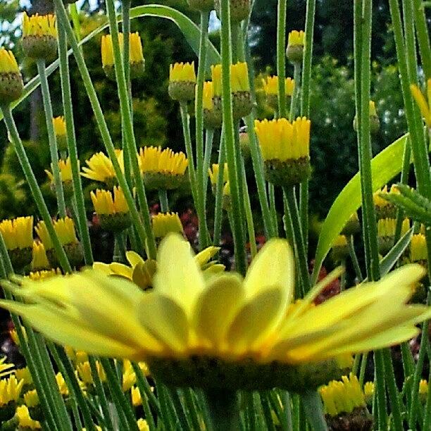 Summer Photograph - #flower #flowers #flowerporn #flowerpop by Little Images