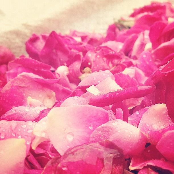 Rose Photograph - #flower #flowers #iphonesia #sweet by Aileen Editha