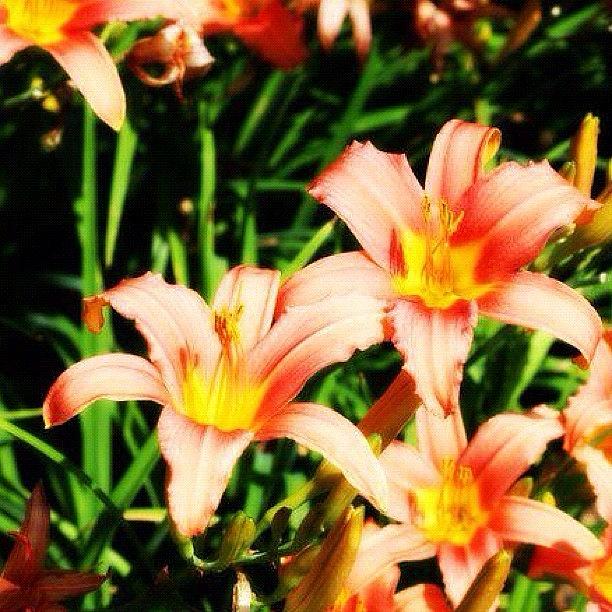 Nature Photograph - #flower #flowers #lily #lilies #nature by Jamiee Spenncer