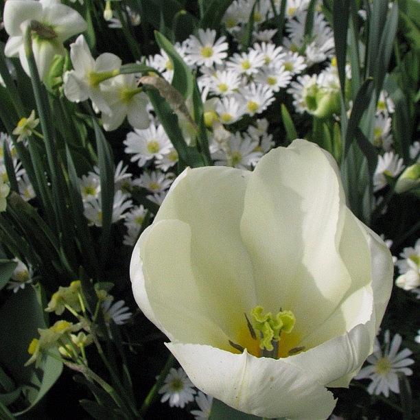 Flower Photograph - #flower #flowers #white #keukenhof by Robin Boer