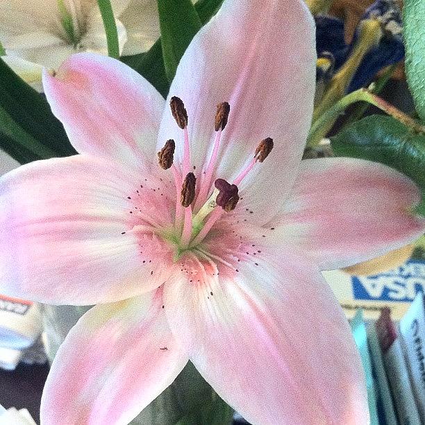 Flower Photograph - #flower #flowerstagram by Kelly Clemente