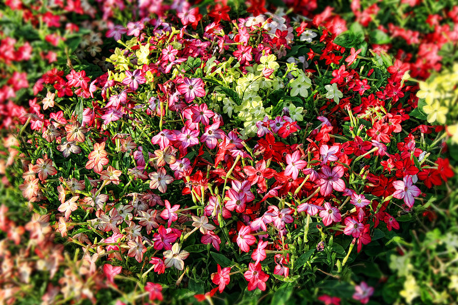 Flower Garden 2 Photograph by Scott Wood