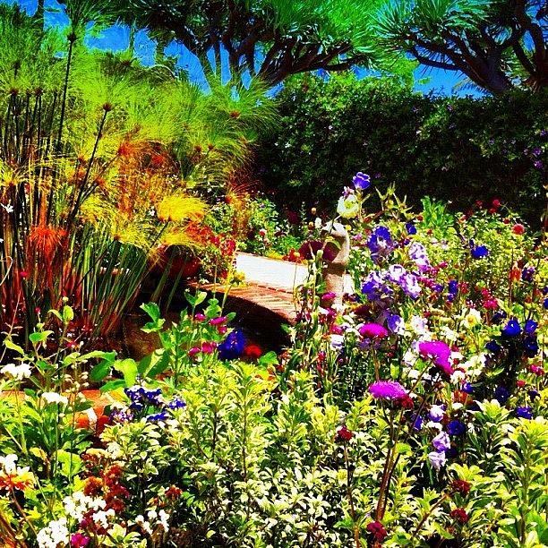 Instagram Photograph - Flower Garden by Melanie Kartawinata