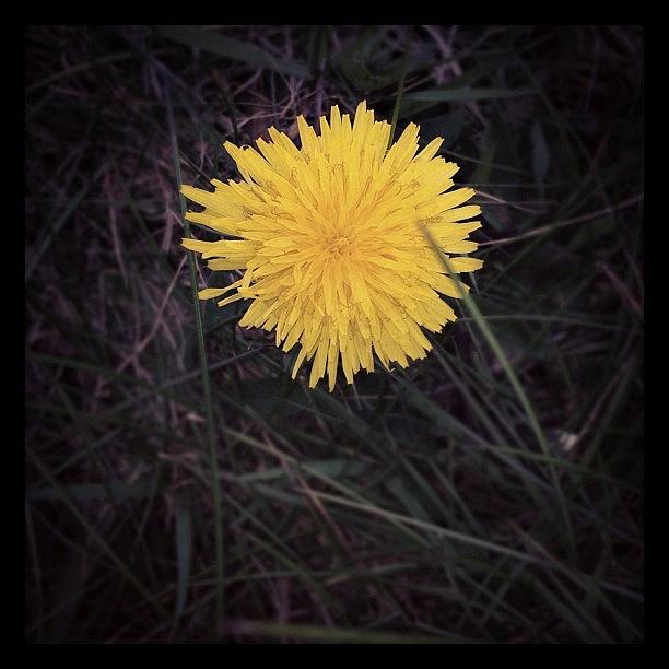 Flowers Still Life Photograph - #flower #grass #countryside #life by Dean Ferris