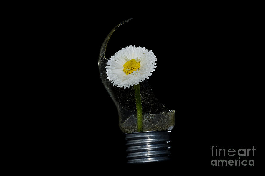 Flower growing inside a lamp Photograph by Mats Silvan