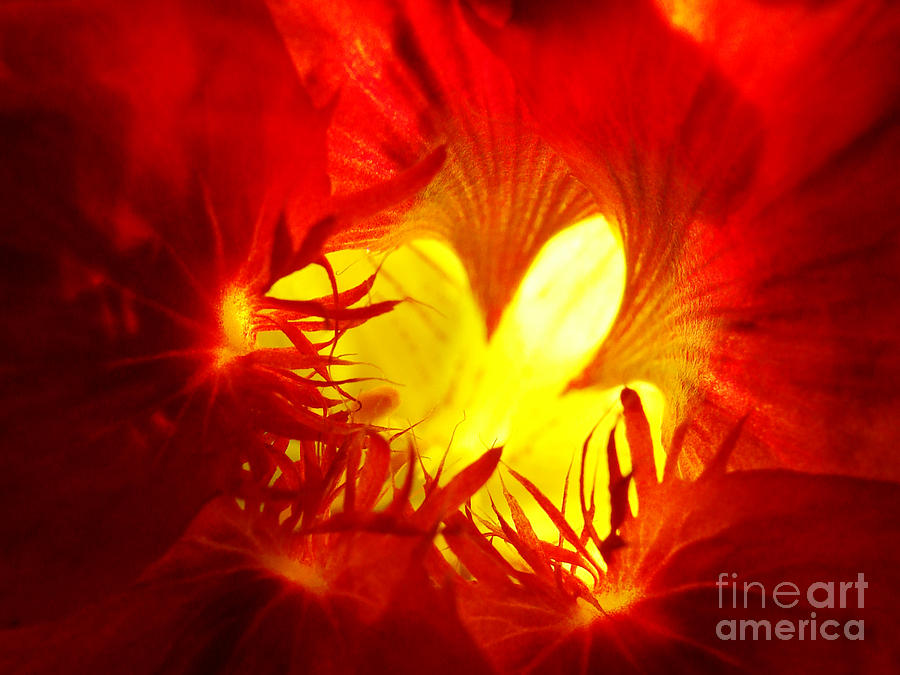 Flower Heart III Photograph by Mark Holbrook