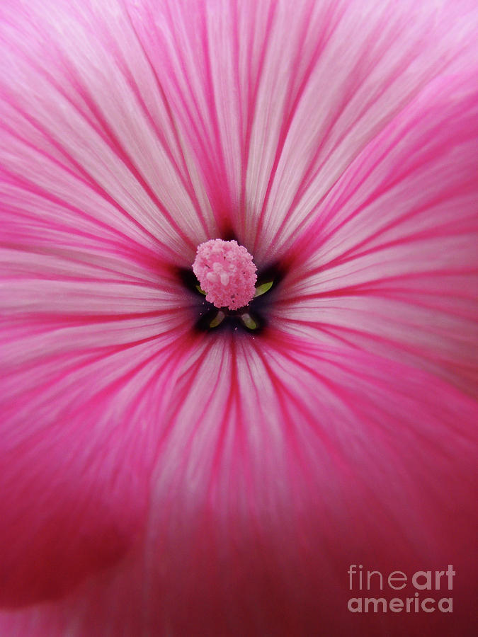 Flower Heart X Photograph by Mark Holbrook