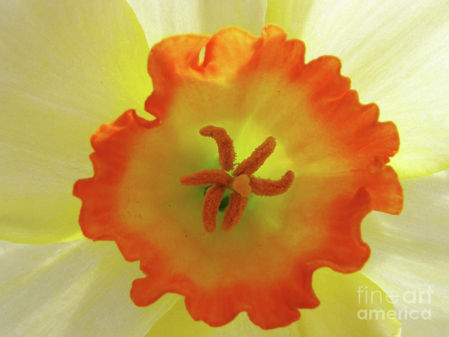 Spring Photograph - Flower Heart XIII by Mark Holbrook