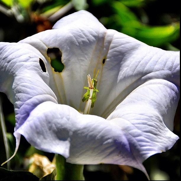 Grasshopper Photograph - Flower Hideout by S Michelle Reese