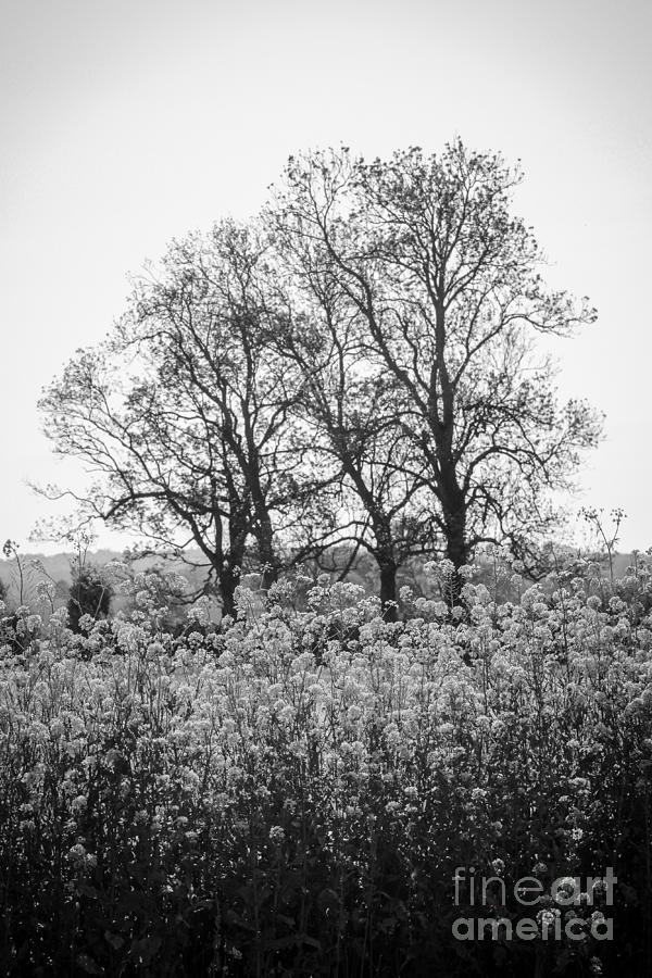 Flower Homage to the Trees Photograph by Rene Triay FineArt Photos