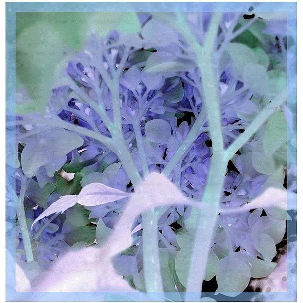 Flowers Still Life Photograph - #flower #hydrangea #blue #blossom by Karyn Teno
