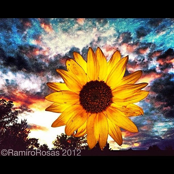 Sunflower Photograph - Flower I Found With Some Sweet Clouds by Ramiro Rosas