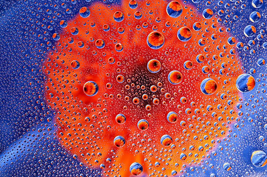Flower in a  Bubble Photograph by Beverly Hanson