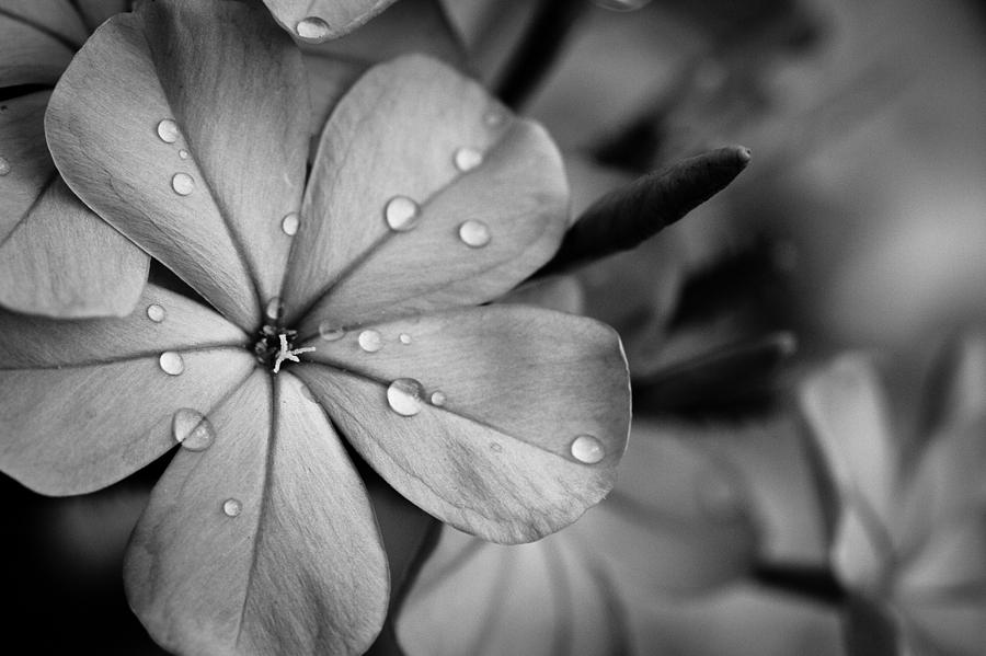 Flower in black and white Photograph by Anya Brewley schultheiss