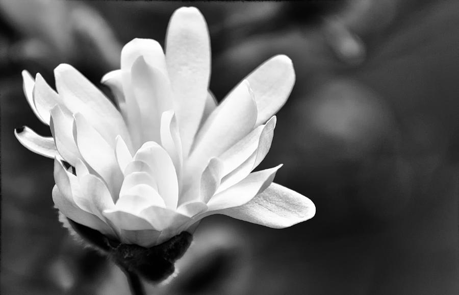Flowers Still Life Photograph - Flower in Black and White by Brian Mollenkopf