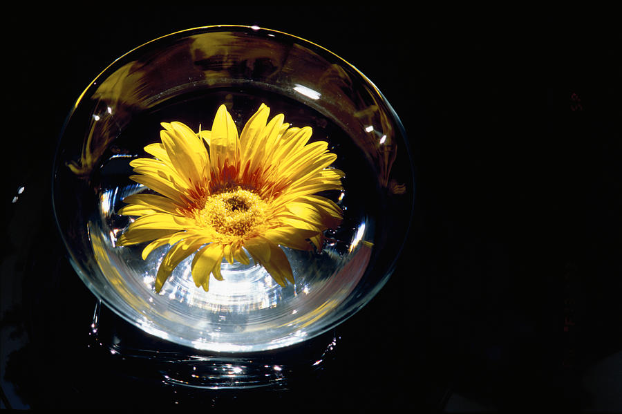 Flower Photograph - Flower in cup by Patrick Kessler