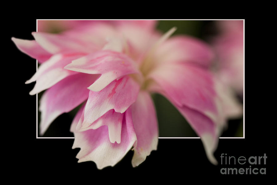 Nature Photograph - Flower in frame -2 by Tad Kanazaki Nature Photograph - Flower in frame -2 by Tad Kanazaki