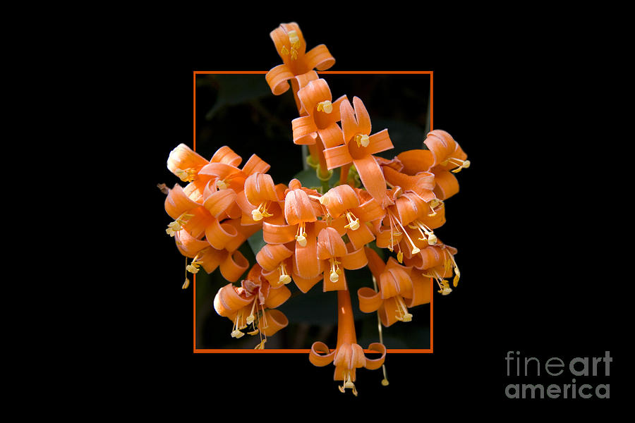 Flower Photograph - Flower in frame -6 by Tad Kanazaki Flower Photograph - Flower in frame -6 by Tad Kanazaki