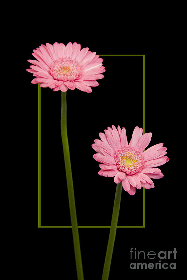 Nature Photograph - Flower in frame -7 by Tad Kanazaki Nature Photograph - Flower in frame -7 by Tad Kanazaki