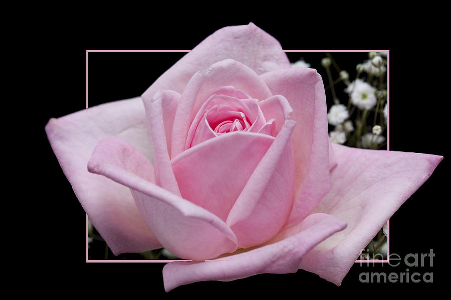 Rose Photograph - Flower in frame -9 by Tad Kanazaki Rose Photograph - Flower in frame -9 by Tad Kanazaki