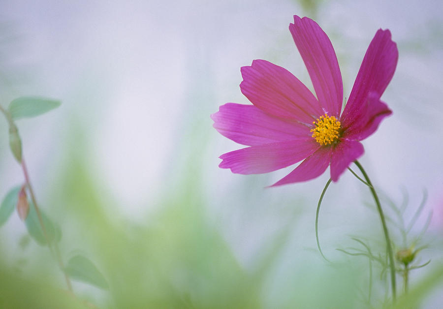 Flower In Garden, Alberta, Canada Photograph by Darwin Wiggett - Fine ...