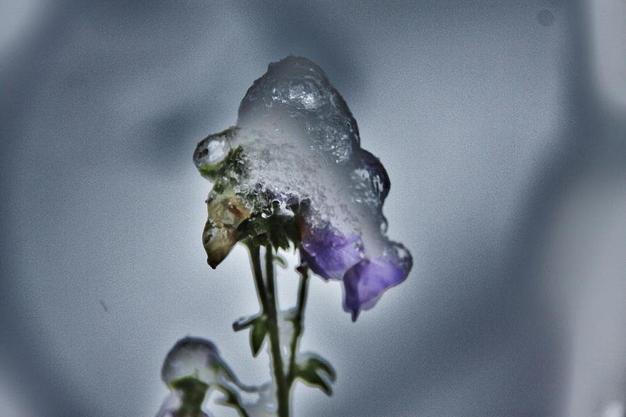 Flower in ice Photograph by Sergey  Nassyrov